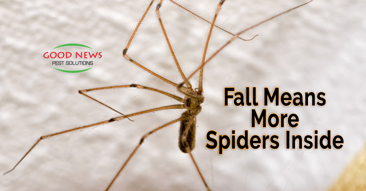 Not all Daddy-Long-Legs are Spiders! - Good News Pest Solutions