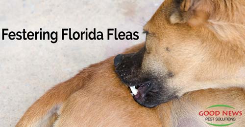 Festering Florida Fleas
