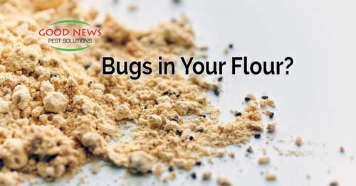 Bugs in Your Flour?