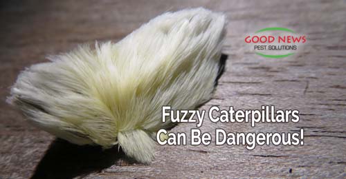 Fuzzy Caterpillars Can Be Dangerous!