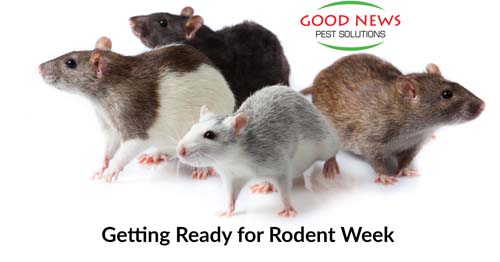 Getting Ready for Rodent Week October 21-27, 2018