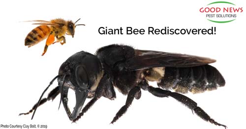 Wallace's Giant Bee... Rediscovered!