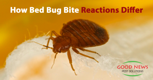 A Closer Look at Bed Bug Bites!