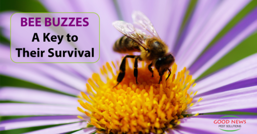 Bee Buzzes: The Key to Their Survival?