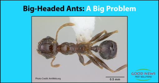 Big Headed Ants - A BIG Problem