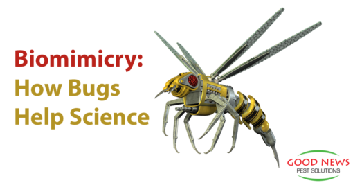 Biomimicry: How Bugs Are Helping Science Advance