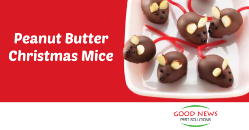 A Christmas Treat: Chocolate Peanut Butter Mice to Eat!