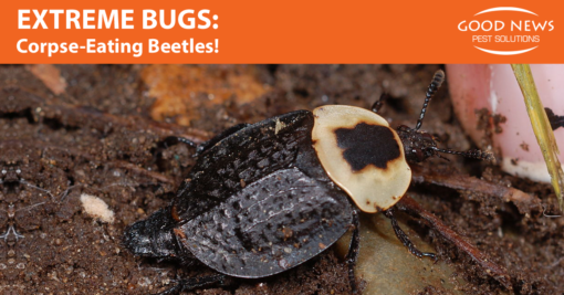 Extreme Bugs: American Carrion Beetle