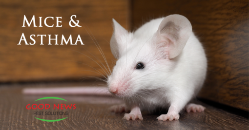 Are Mice Causing Asthma in Schools?