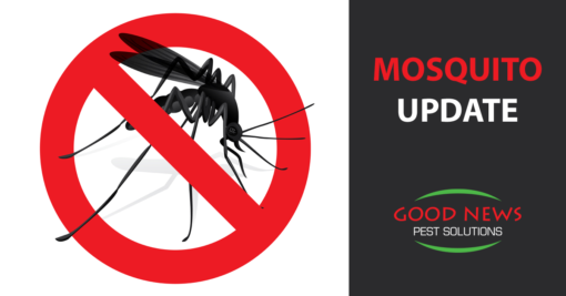 The Latest on When Mosquitoes Attack! (An Update)