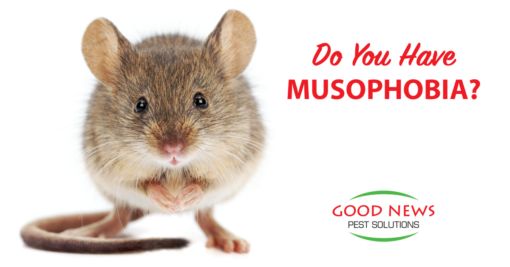 Do You Have Musophobia?