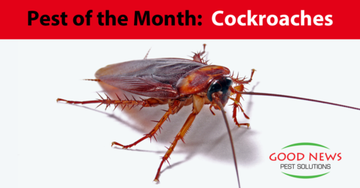 Pest of the Month: Cockroaches