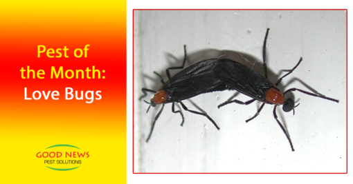 Pest of the Month: Love Bugs!