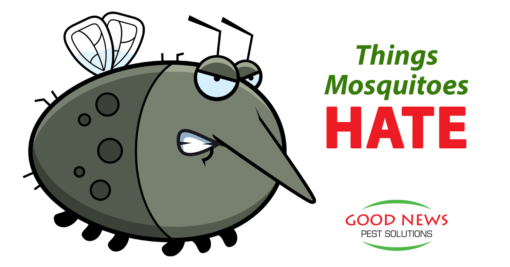 The 9 Things Mosquitoes Hate – And You’ll Love
