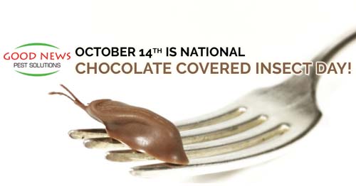 October 14th is National Chocolate Covered Insect Day!