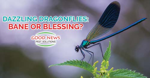 Dazzling Dragonflies: Bane or Blessing?