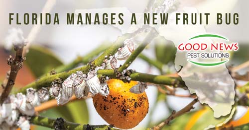 New Fruit Bug Threatening Florida Citrus
