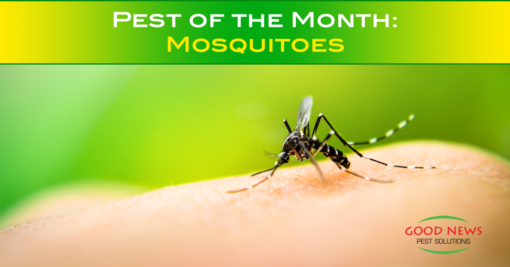 Pest of the Month: The Mosquito