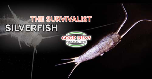 The Survivalist Silverfish