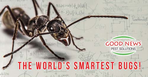 The Smartest Bugs Around!