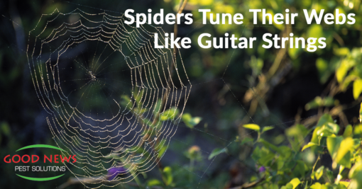 Spider Webs Are Alive... With the Sound of Music?