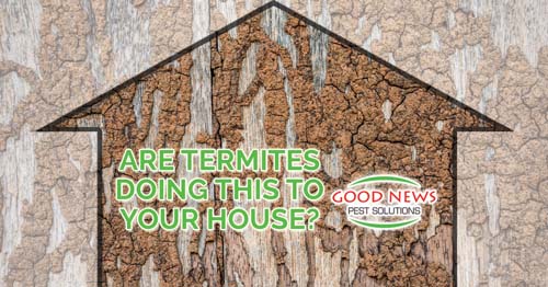 Are Termites Doing This to Your House?