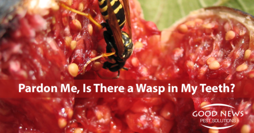 Pardon Me, Is There A Wasp in My Teeth?