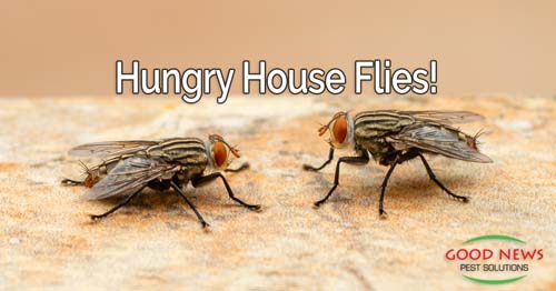 Hungry House Flies!