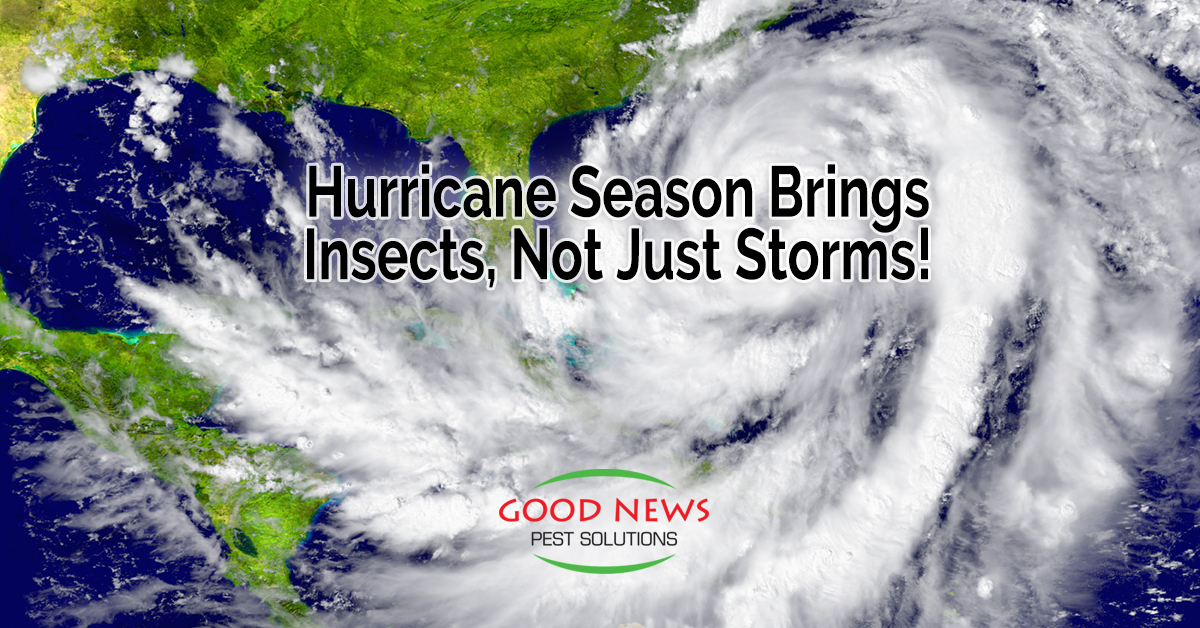 Hurricane Season Brings Insects, Not Just Storms!