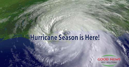 Hurricane Season is Here... And So are More Pests!