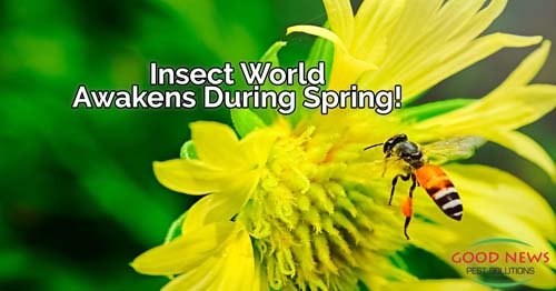 Spring is Coming and So are More Bugs!
