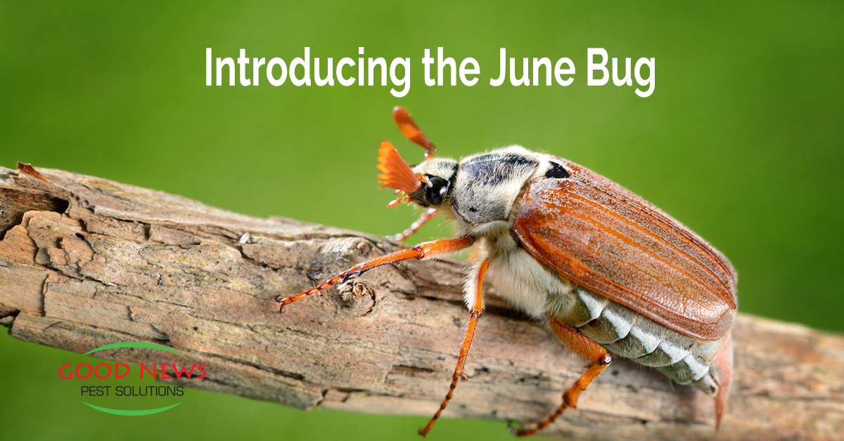 It’s June – Introducing the June Bug