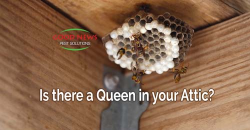 Is there a Queen in your Attic?