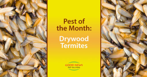 July 2017 Pest of the Month: Drywood Termites