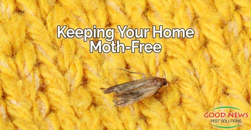 Keeping Your Home Moth-Free