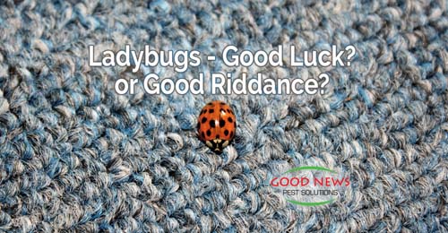 Why Do Ladybugs Have Spots? Do Dragonflies Bite?