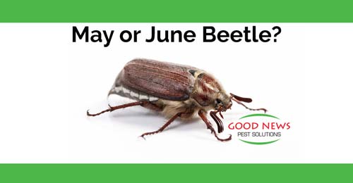 May or June Beetle?