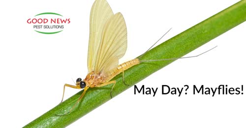 May Day? Mayflies!