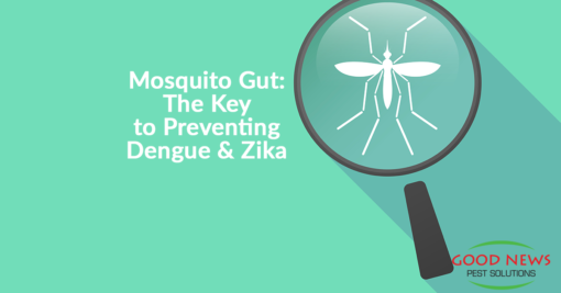 Mosquito Gut The Key to Preventing Dengue and Zika 