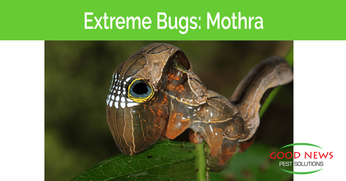 Extreme Bugs: Mothra