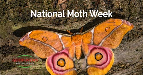 National Moth Week