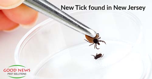 New Tick Identified in New Jersey