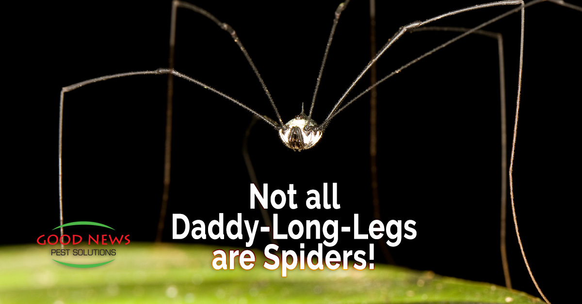 Not all Daddy-Long-Legs are Spiders!