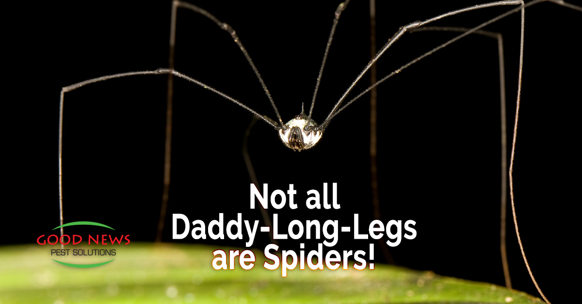 Why is a daddy's long leg not a spider? - Quora