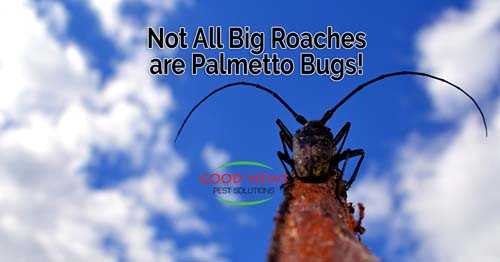 Not All Big Roaches are Palmetto Bugs!