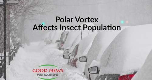 Polar Vortex Did a Number on Bugs!