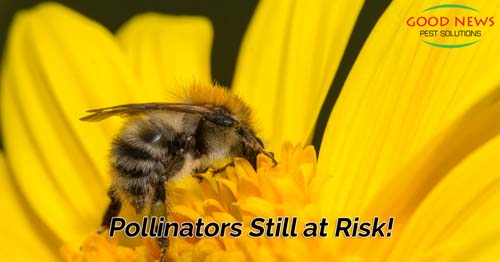 Pollinators Still At Risk