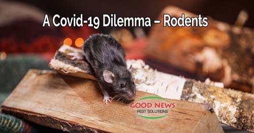 A Covid-19 Dilemma – Rodents