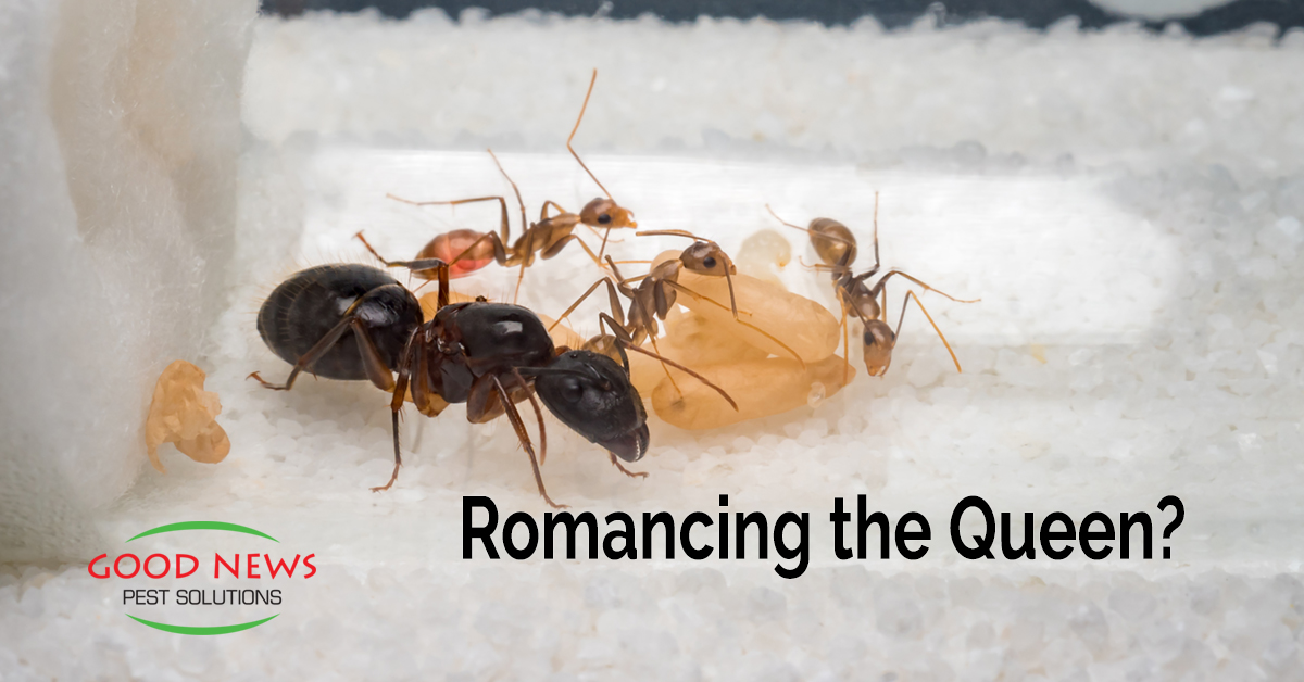 Romancing the Queen?