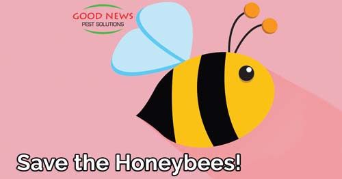 How to Help Save the Honeybees!